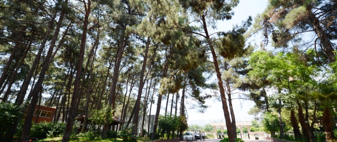 Koru Parkı